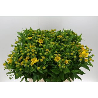 Freshy Helenium Kanaria