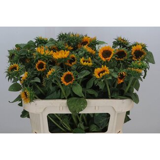 Freshy Helianthus Sonja Bio