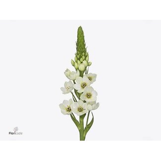 Freshy Ornithogalum Thy Milky Way