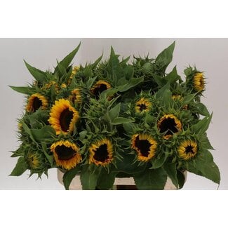 Freshy Helianthus Sunrich Orange Kmb