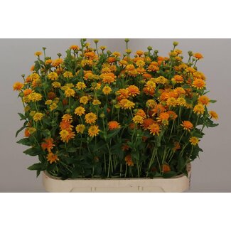 Freshy Heliopsis Hel Asahi Extra