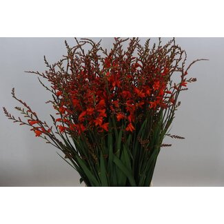 Freshy Crocosmia Red King