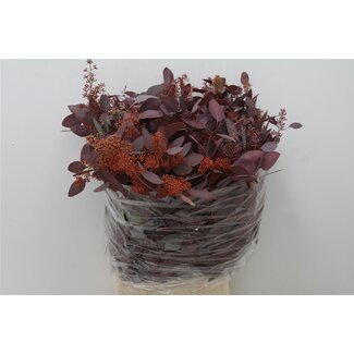 Freshy Eucalyptus Populus Bes Abs Red (p. bos)