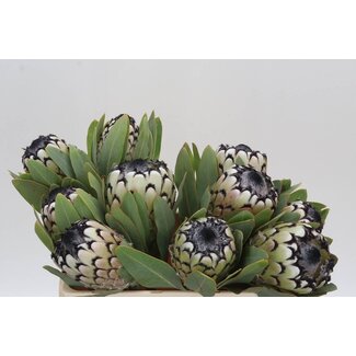 Freshy Protea M Snow Leopard