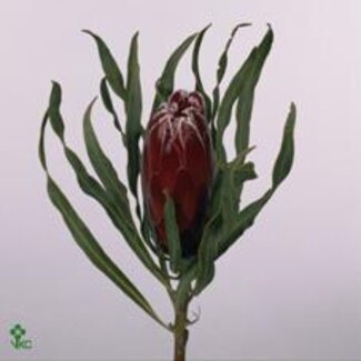 Freshy Protea Sheila