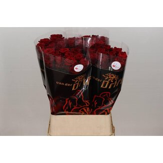 Freshy Rosa Red Naomi Drift