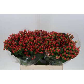 Freshy Hypericum Tomato Flair