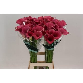 Freshy Zantedeschia Capt Romance