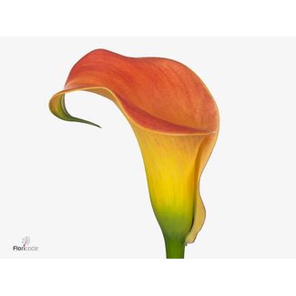 Freshy Zantedeschia Morning Sun