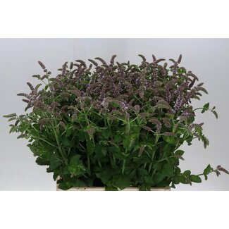 Freshy Mentha Jocka