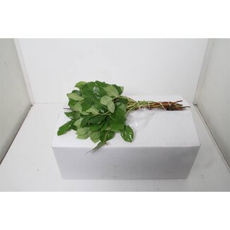 Freshy Salal Tips (p. bos) Air Jong Gewas