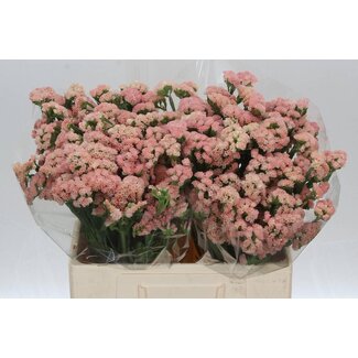 Freshy Limonium S Peach Wings