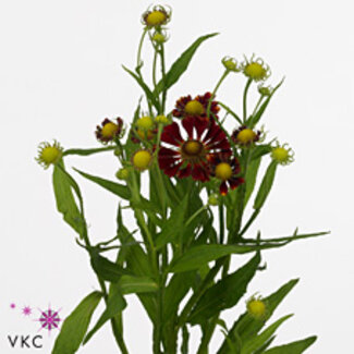 Freshy Helenium Fiesta