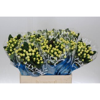 Freshy Hypericum Coco Bellimo