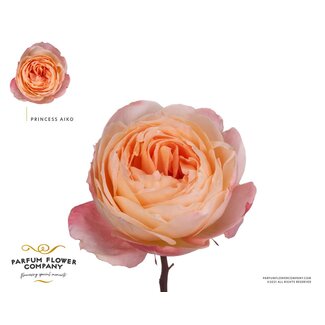 Freshy Rosa Princess Aiko
