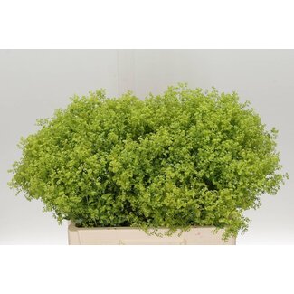 Freshy Alchemilla M Robustica