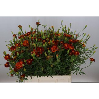 Freshy Tagetes Bio