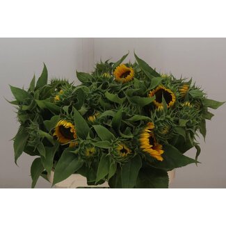 Freshy Helianthus Sunrich Orange