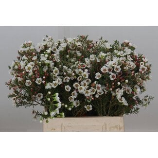 Freshy Chamelaucium Moonlight Delight