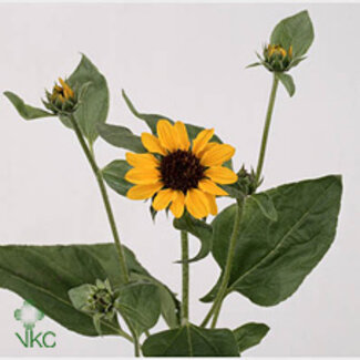 Freshy Helianthus Sonja