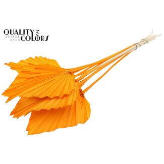 QC Orange Dried Palm Spear | Palm Leaves in Spear Shape | Length ± 55 Centimetre | Per 10 Stems