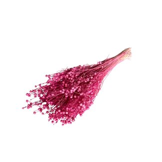 Casa Alegria Pink Dried Flax | Linum Dried Flowers | Length ± 55 centimetre | Weight 100 gram | Per bunch