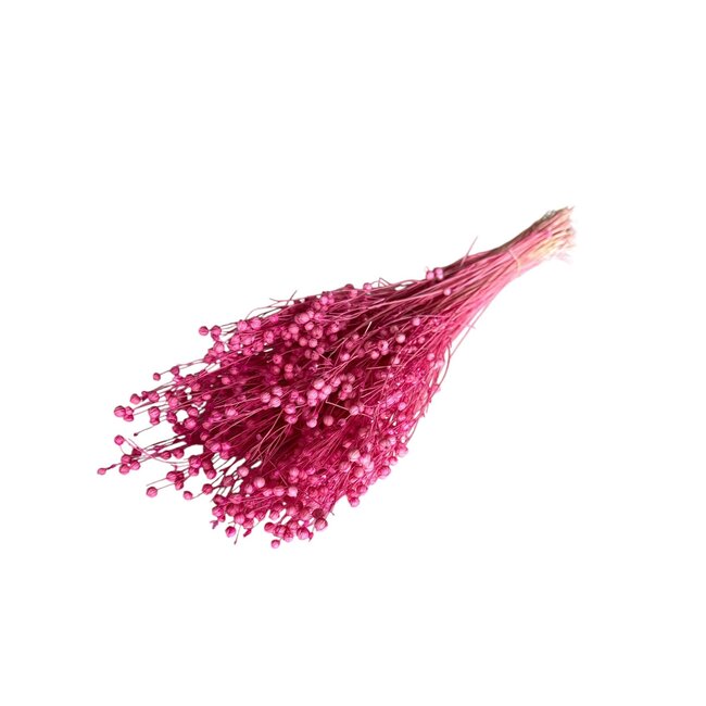 Pink Dried Flax | Linum Dried Flowers | Length ± 55 centimeter | Weight 100 gram | Per bunch
