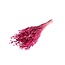 Pink Dried Flax | Linum Dried Flowers | Length ± 55 centimeter | Weight 100 gram | Per bunch