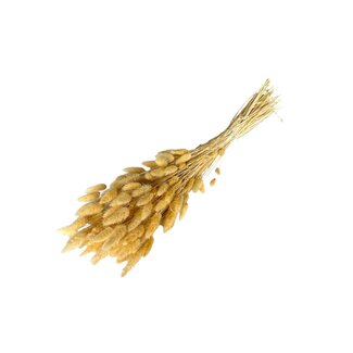 Casa Alegria Cream-coloured Dried Bunny Tails | Lagurus Ovatus Dried Flowers | Length ± 70 centimetre | Weight 100 gram | Per bunch