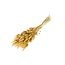 Cream-coloured Dried Bunny Tails | Lagurus Ovatus Dried Flowers | Length ± 70 centimeter | Weight 100 gram | Per bunch