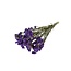 Purple Dried Statice Sinuata | Statice Dried Flowers | Length ± 70 centimetre | Weight 100 gram | Per bunch