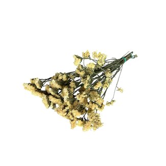 Casa Alegria Light yellow Dried Statice Sinuata | Statice Dried Flowers | Length ± 70 centimetre | Weight 100 gram | Per bunch