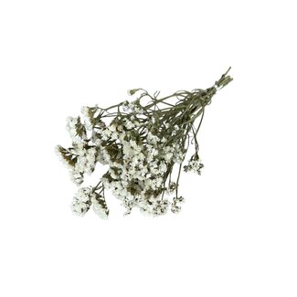 Casa Alegria Gedroogde Statice Sinuata | Kleur: Natuurlijk Wit | Statice Droogbloemen | Lengte ± 70 centimeter | Gewicht 100 gram | Per bos