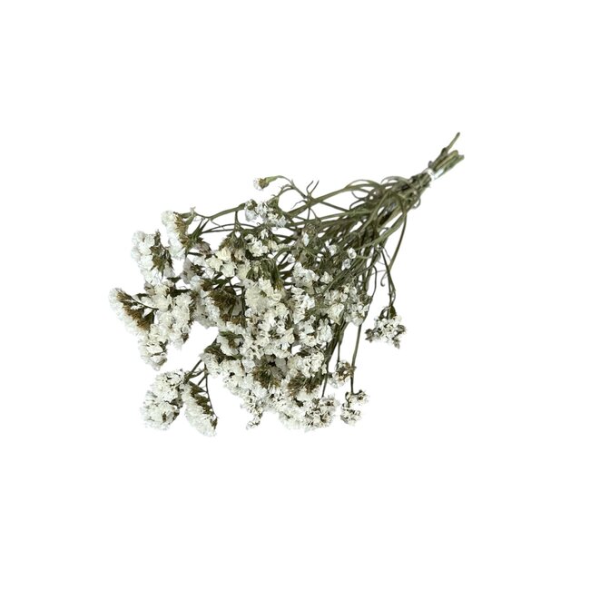 Natural White Dried Statice Sinuata | Statice Dried Flowers | Length ± 70 centimetre | Weight 100 gram | Per bunch