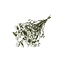 Natural White Dried Statice Sinuata | Statice Dried Flowers | Length ± 70 centimetre | Weight 100 gram | Per bunch