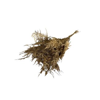 Casa Alegria Gold-coloured Preserved Asparagus | Length ± 65 centimeter | Weight 150 gram | Per bunch