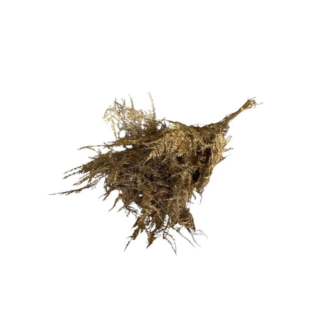 Gold-coloured Preserved Asparagus | Length ± 65 centimeter | Weight 150 gram | Per bunch