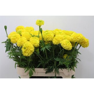 Freshy Tagetes E Co Geel