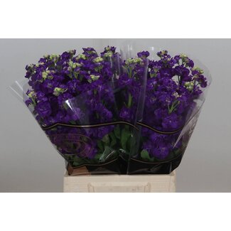 Freshy Violier Impala Purple