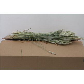 Freshy Triticum (p. bos)