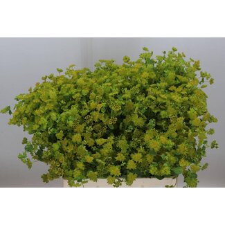Freshy Bupleurum Rotundifolium Bio