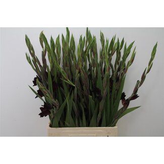 Freshy Gladiolus groot Back Star Bio