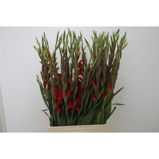 Freshy Gladiolus groot Chinon Bio