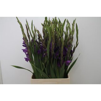 Freshy Gladiolus groot Performer Bio