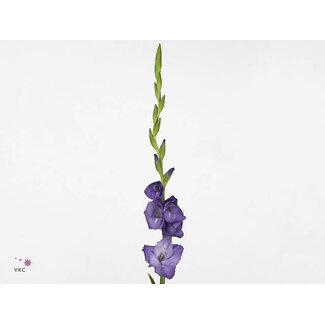 Freshy Gladiolus groot Mojito