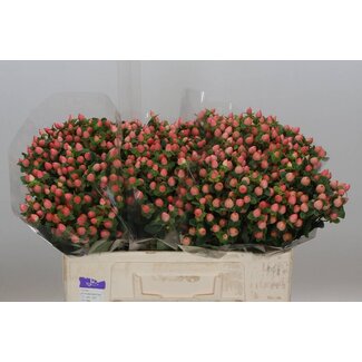 Freshy Hypericum Pacific Pink