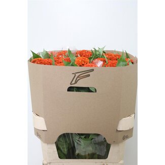 Freshy Celosia C Extrem Orange