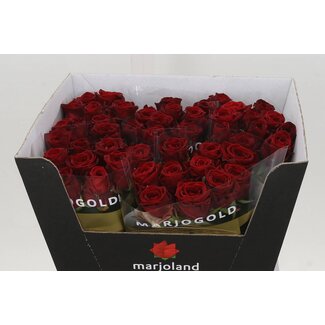 Freshy Rosa Red Naomi Marjo