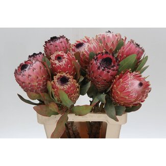 Freshy Protea Magnifica