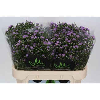 Freshy Aster Teeny Tiny Pink